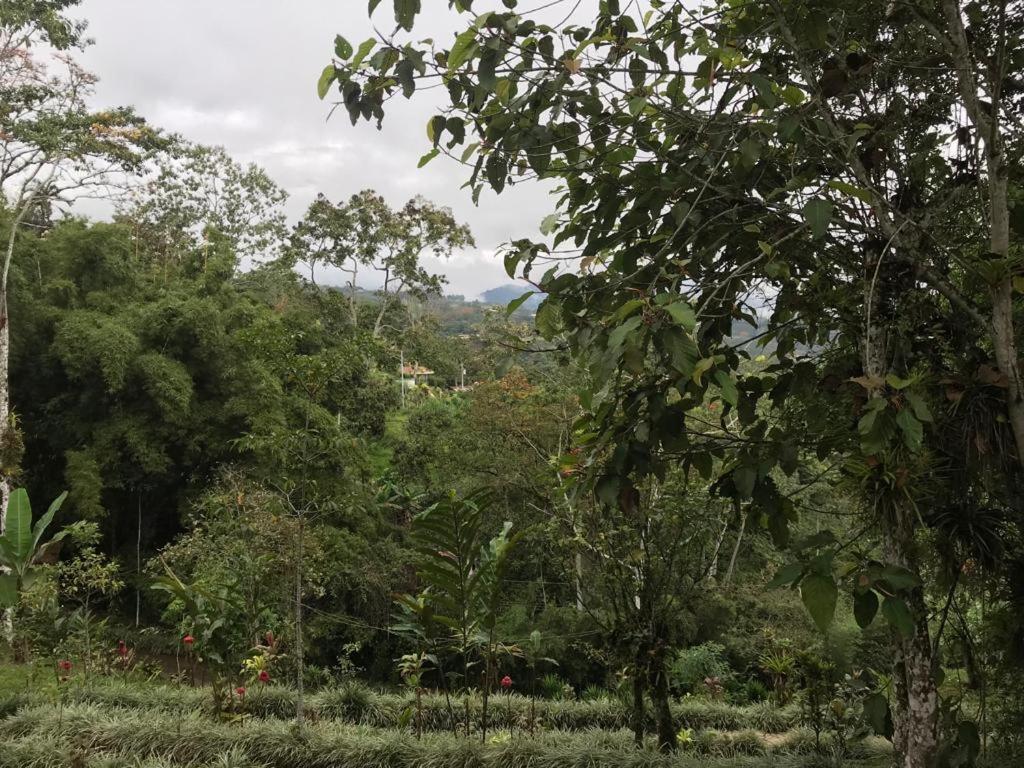 Hotel Green Mountain Turrialba Exteriér fotografie